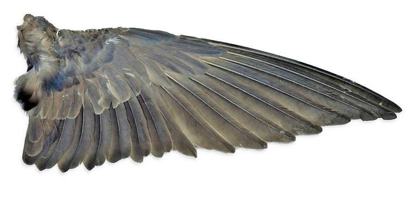 Ray-Ban USA Vintage NOS B&L Olympian Alita Senova Collection W1764 Sunglasses - Vintage Sunglasses